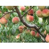 桃樹苗、金秋紅蜜桃、晚熟桃、晚熟桃樹、桃苗、桃樹苗新品種
