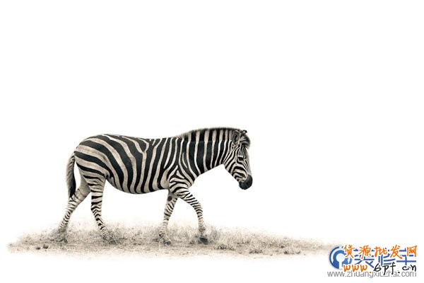 電商海報，設計淘寶女包主題海報